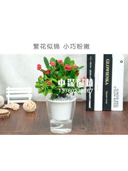 水培植物