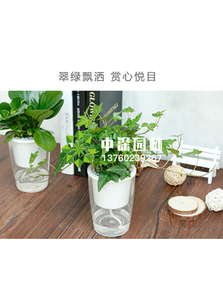 水培植物
