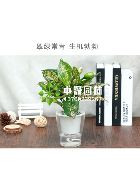水培植物