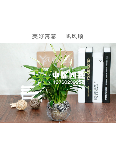 水培植物