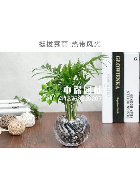 水培植物
