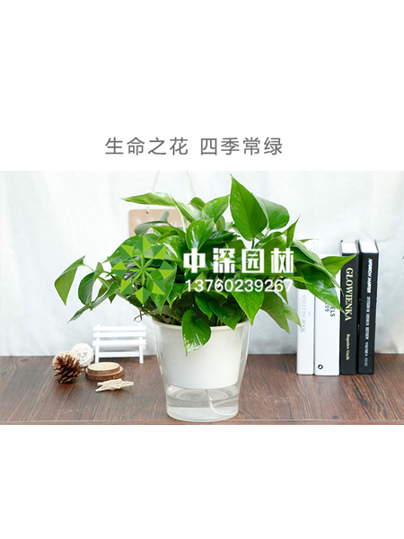 水培植物