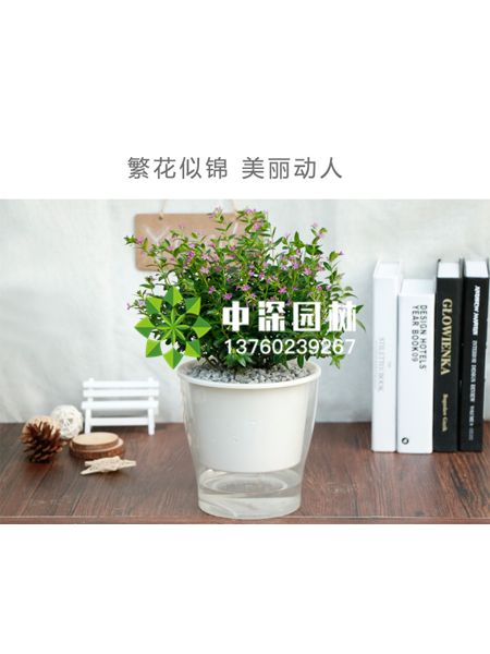 水培植物