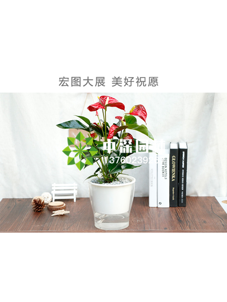水培植物