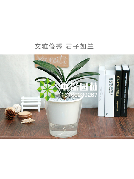 水培植物