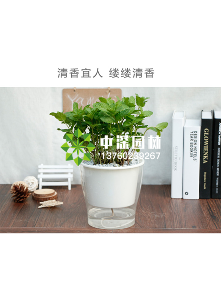 水培植物