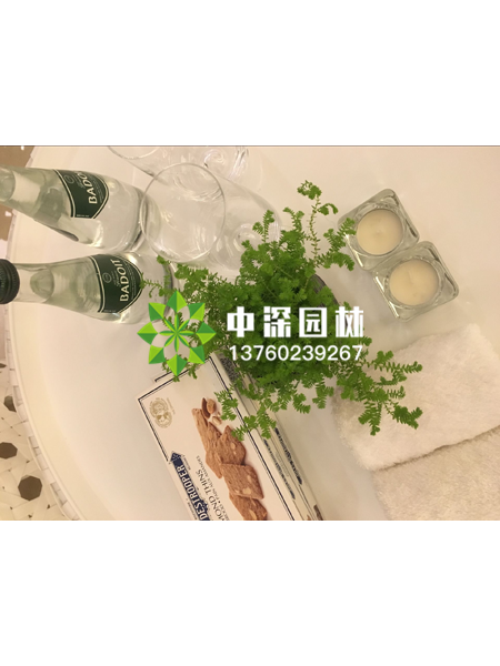 小型植物