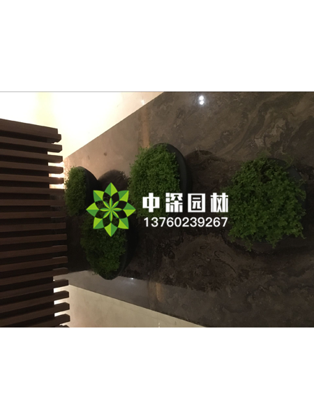 小型植物