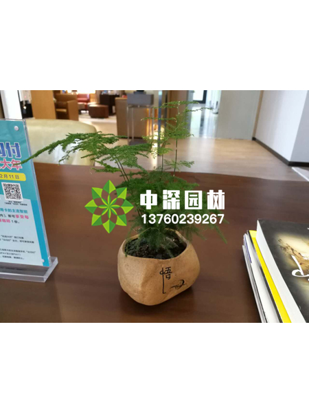 小型植物