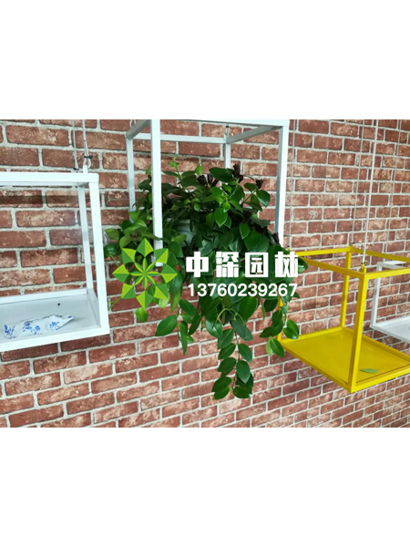 小型植物