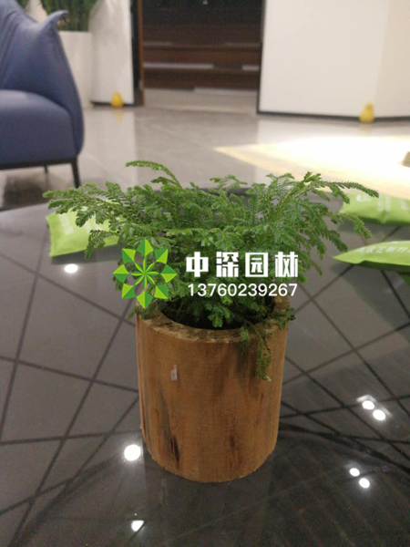 小型植物