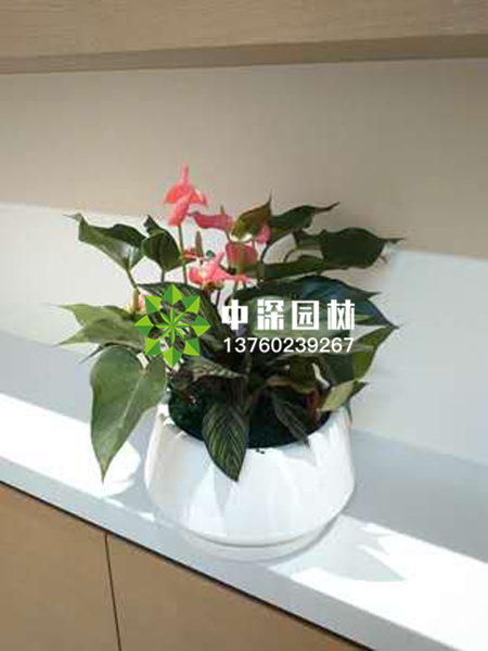 小型植物