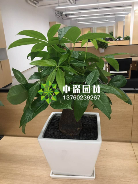 小型植物