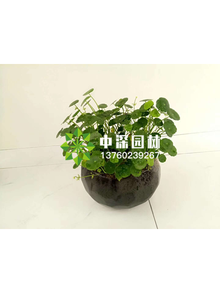 小型植物