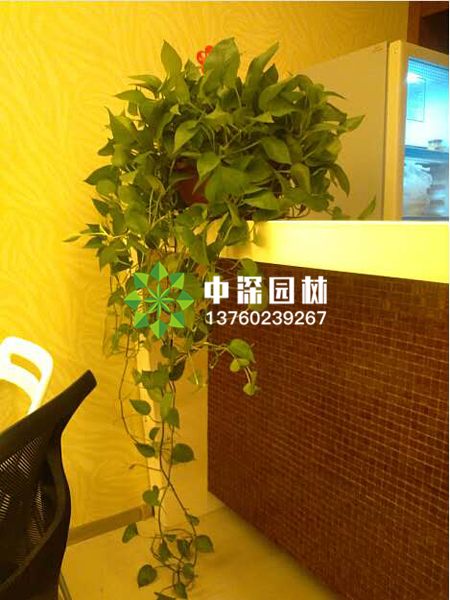 小型植物