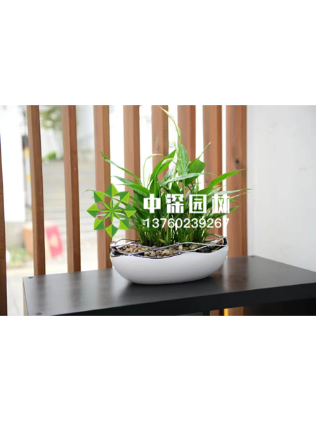 小型植物