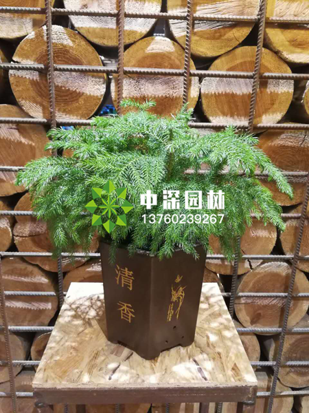 小型植物