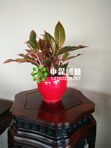 小型植物