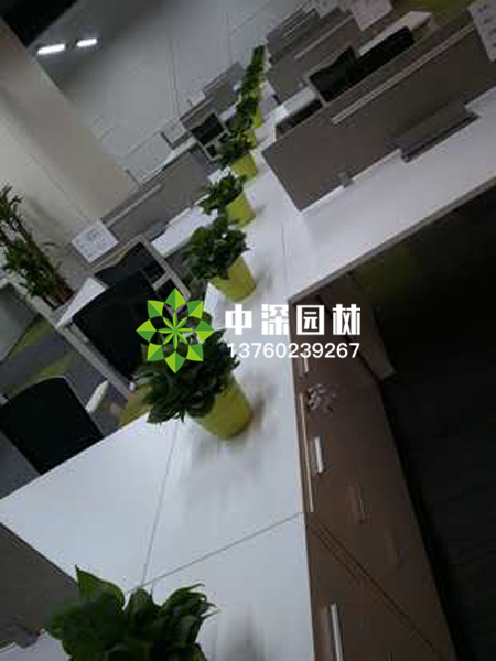 小型植物