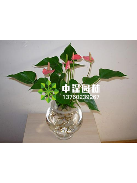 小型植物